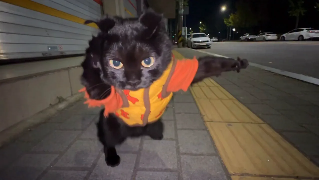 A cat in a safety vest throws punches
